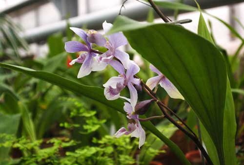 Acacallis cyanea x Paradisanthus micranthus
