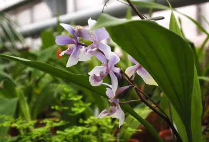 Acacallis cyanea x Paradisanthus micranthus