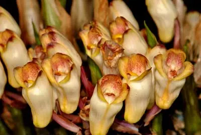 Acanthephippium sylhetense