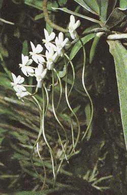 Aerangis coriacea