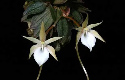Aerangis curnowiana