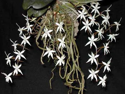 Aerangis stylosa