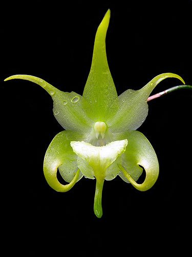 Aeranthes Grandiose (grandiflora x ramosa)