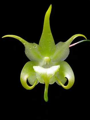Aeranthes Grandiose (grandiflora x ramosa)