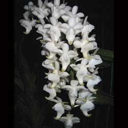 Aerides quinquevulnera var. farmeri