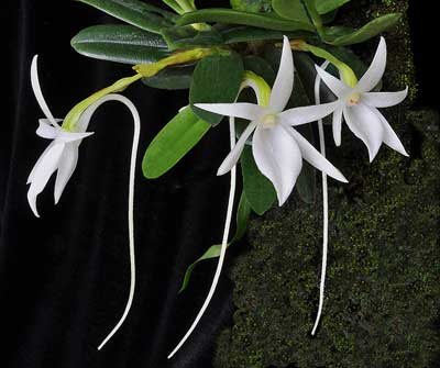 Angraecum equitans