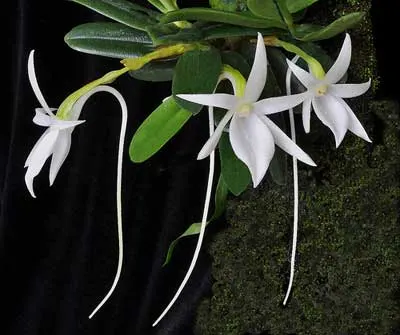 Angraecum equitans