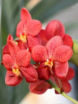 Ascocenda Arthorn
