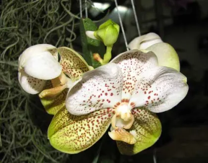 Ascocenda Carmine Spot x Vanda Pranermprai х Ascocenda Phairot