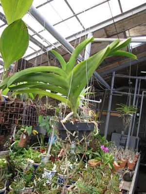 Ascocenda Duangchai Pusawat x Vanda Charles Goodfellow