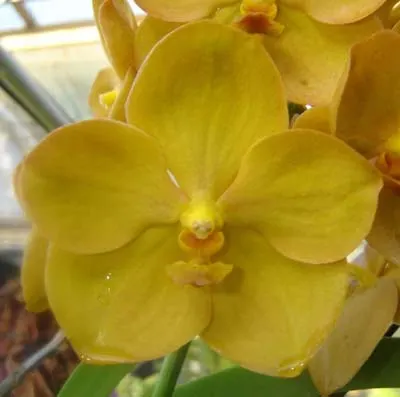 Ascocenda Fuchs Gold x Vanda Kultana Gold
