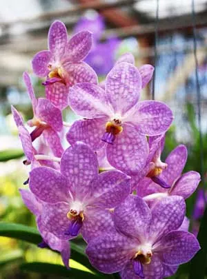 Ascocenda Korb Fah x coerulea