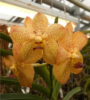 Ascocenda Krailerk White x Ascocenda Chaiya