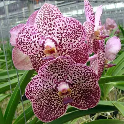 Ascocenda Kulwadee Fragrance