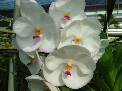 Ascocenda Muang Thong
