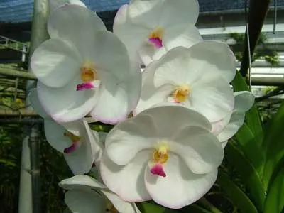 Ascocenda Muang Thong