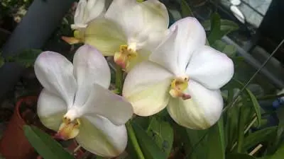 Ascocenda Oriental Siberian White