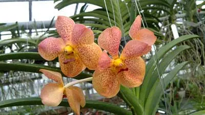 Ascocenda Pak Hai x Vanda Pacharee Delight