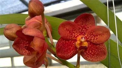 Ascocenda Phairot x Ascocenda Yip Gua Chia Long