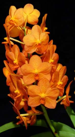 Ascocenda Su-Fun Beauty