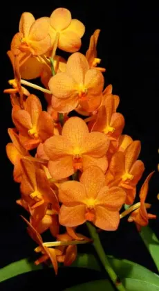 Ascocenda Su-Fun Beauty