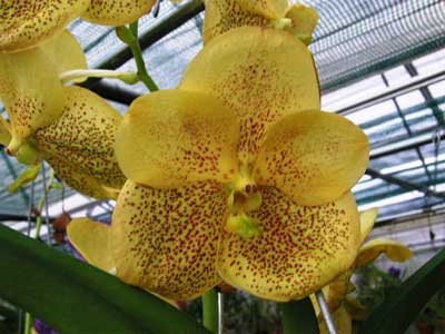 Ascocenda Suksamran Gold