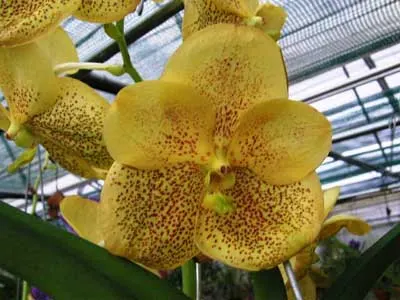 Ascocenda Suksamran Gold