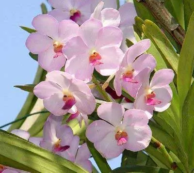 Ascocenda Tubtim Velvet