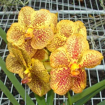 Ascocenda Varut Leopard