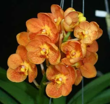 Ascocenda Varute Fushia x Ascocenda Yip Gua Chia Long