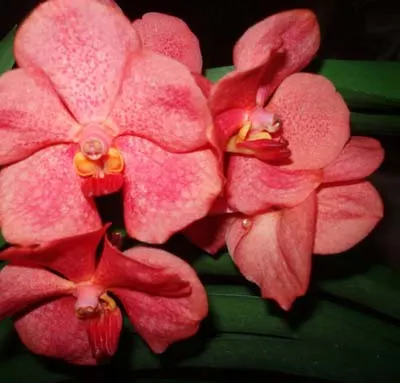 Ascocenda Vilas – Vanda Dr. Anek