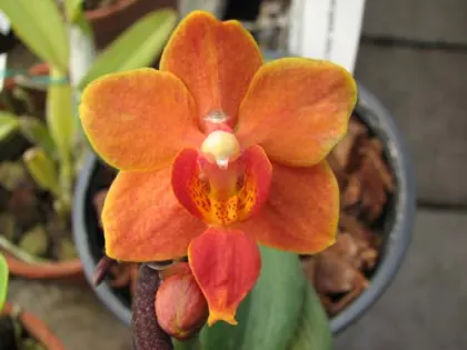 Asconopsis Jiaho's Orange