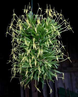Barbosella cucullata