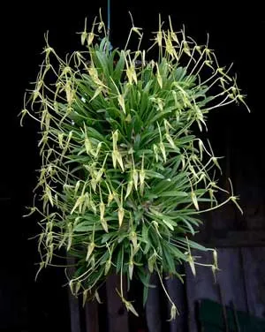 Barbosella cucullata