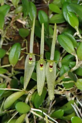 Barbosella dusenii