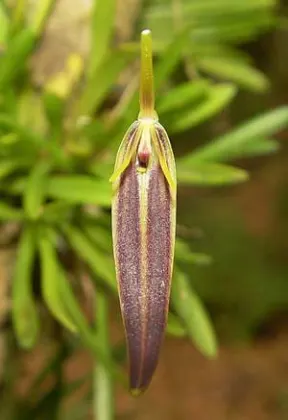 Barbosella fuscata