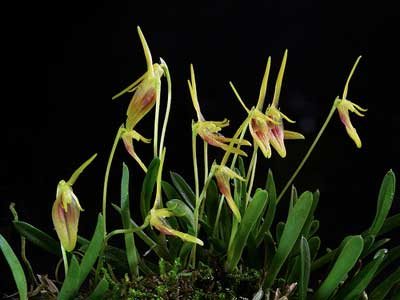 Barbosella prorepens