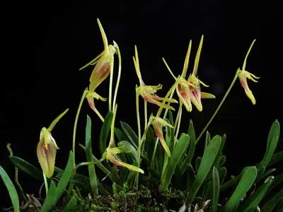 Barbosella prorepens