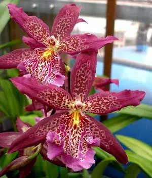 Beallara Marfitch Howard's Dream 'Red Fox'
