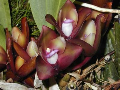 Bifrenaria atropurpurea