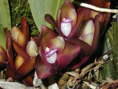 Bifrenaria atropurpurea