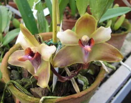 Bifrenaria melicolor