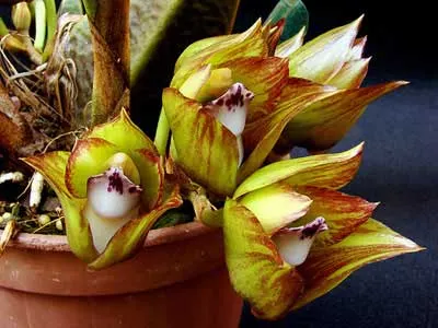 Bifrenaria tetragona