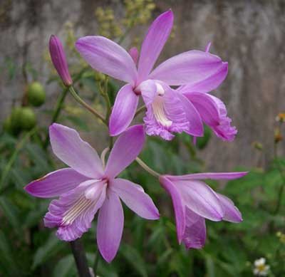 Bletia patula