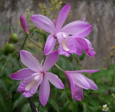 Bletia patula