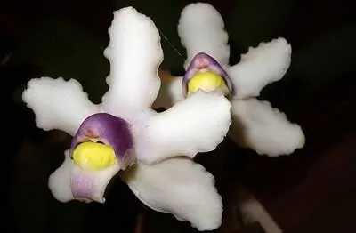 Bollea hirtzii