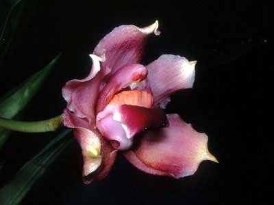Bollea pulvinaris