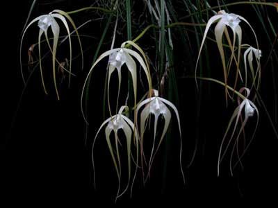 Brassavola cucullata
