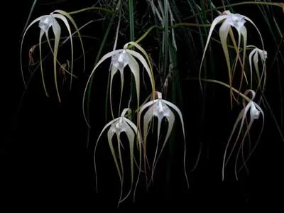 Brassavola cucullata