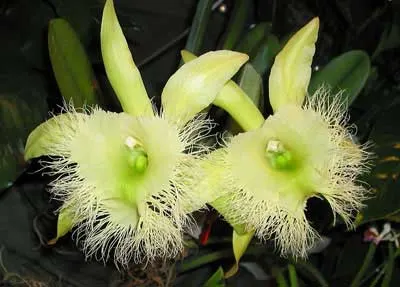 Brassavola digbyana